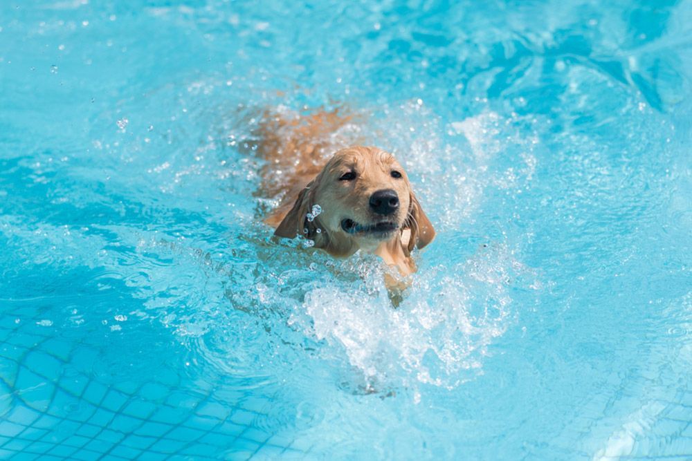 Dog swimming in the pool — Dog Hydrotherapy in Bundaberg, QLD