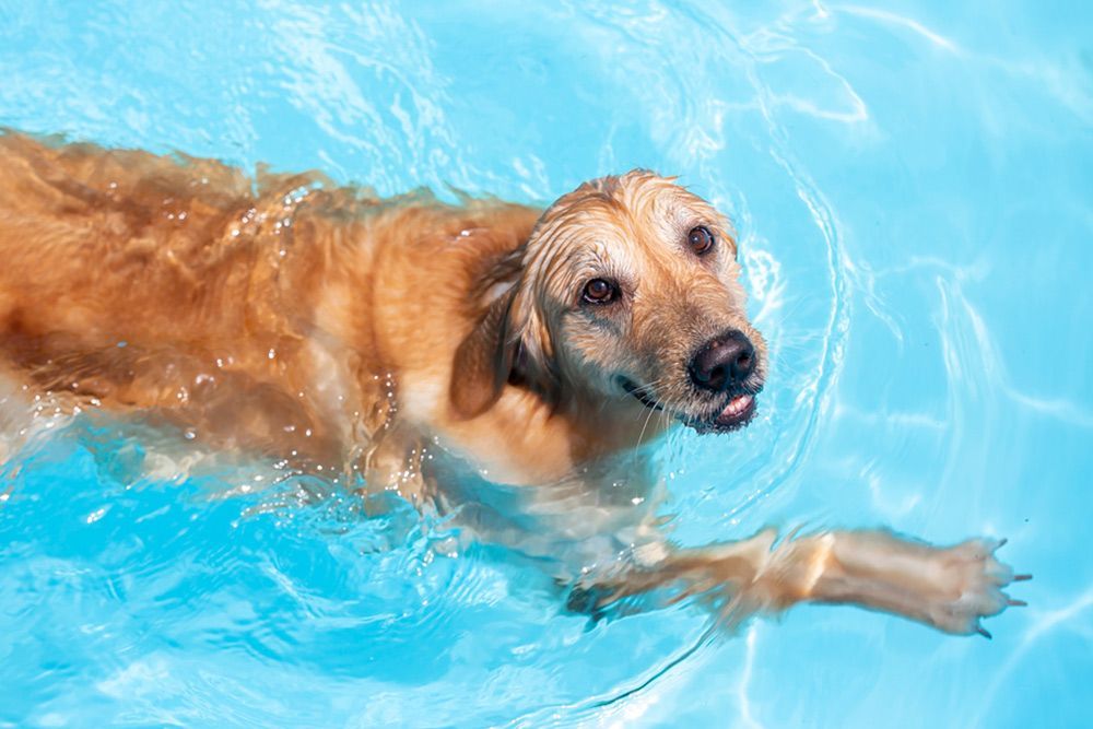 Dog swimming in the pool while smiling — Dog Hydrotherapy in Bundaberg, QLD