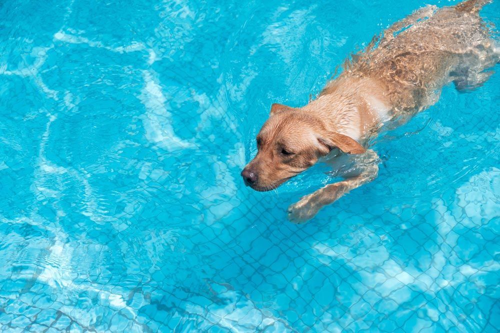 Dog swimming in the pool — Dog Accommodation in Bundaberg, QLD