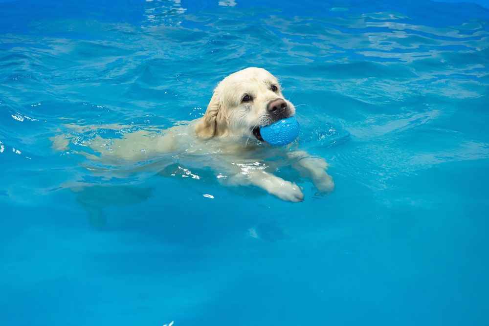 Dog swimming in the pool while biting a ball — Dog Hydrotherapy in Bundaberg, QLD