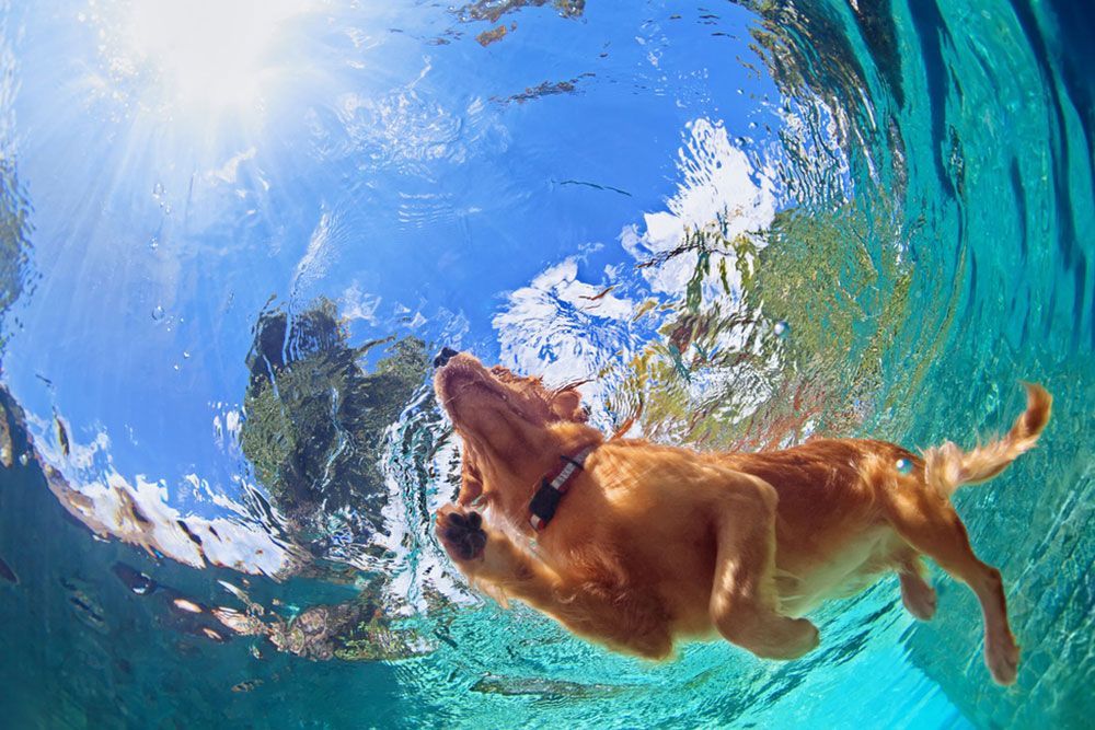 Under the water shot of the dog swimming — Dog Hydrotherapy in Bundaberg, QLD