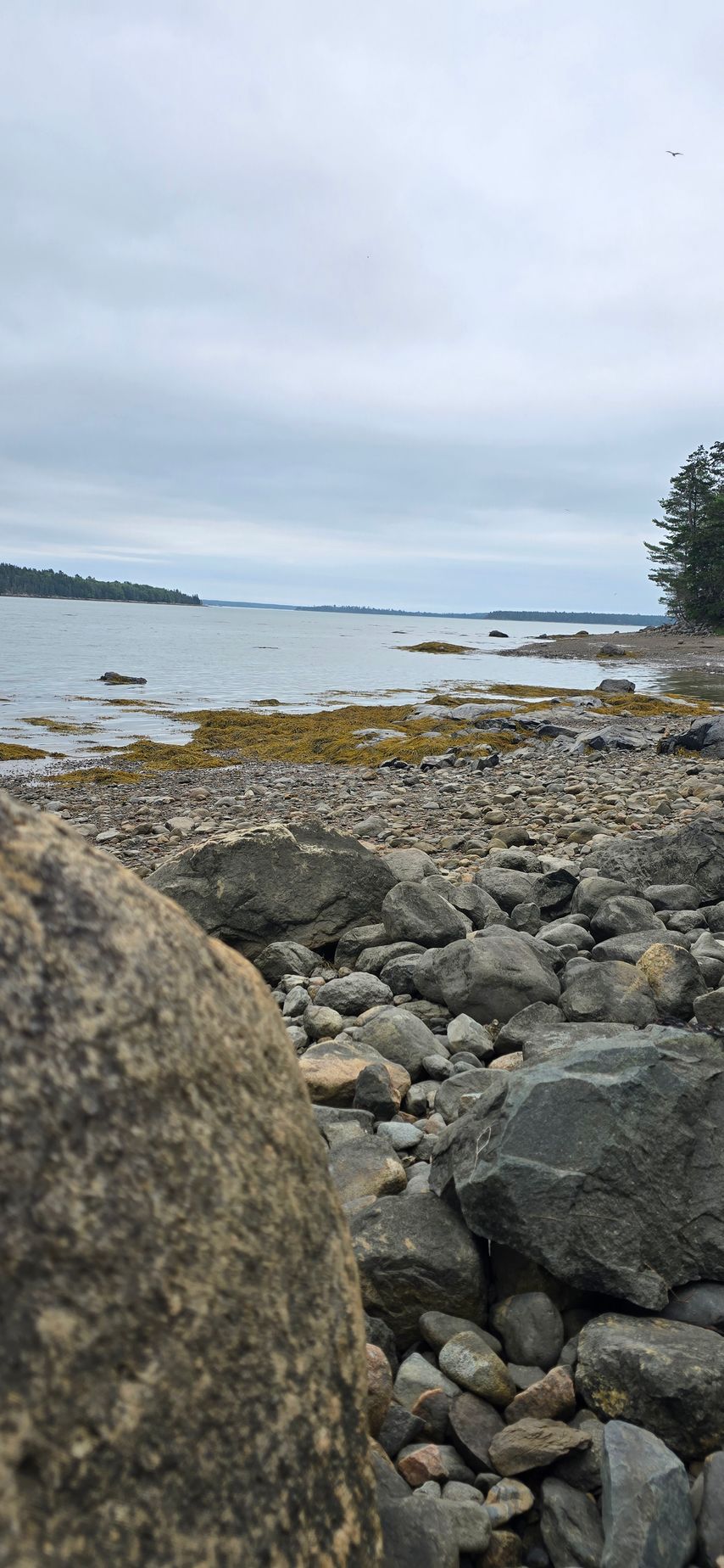 Aerial view of a campground by a body of water, surrounded by dense green trees under a clear blue sky.