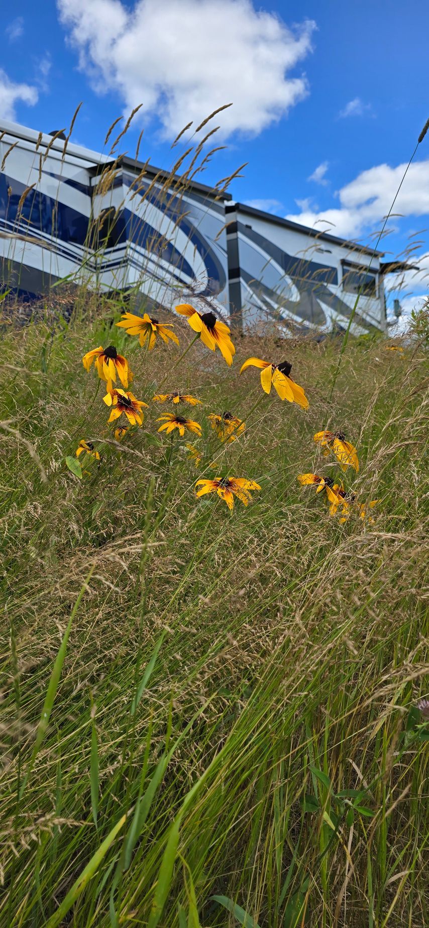 Black-eyed susans in tall grass with a modern RV on a sunny day.
