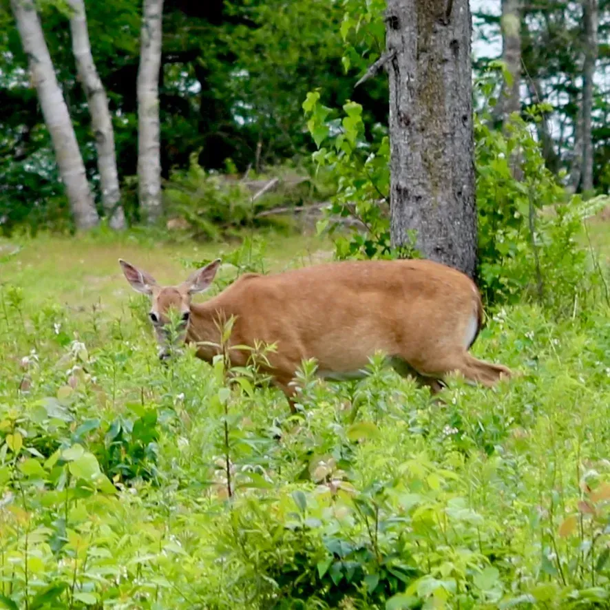 Deer grazing in a field of green grass and plants, near trees with white bark.
