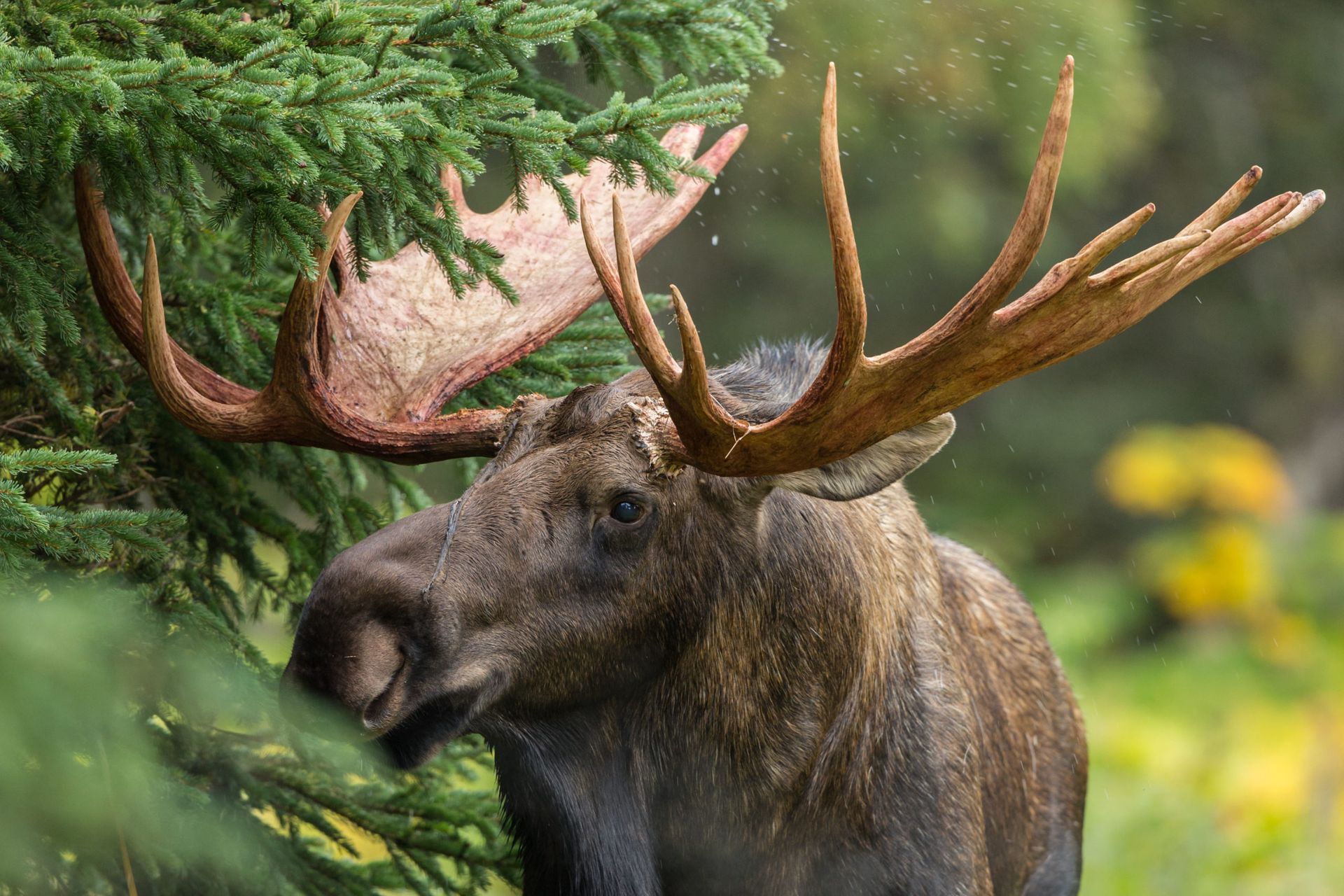 Moose with large antlers grazes on a bush in a forest setting. The moose is dark brown and appears wet.