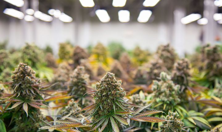 A close-up view of numerous cannabis flower buds in a brightly lit indoor cultivation facility.