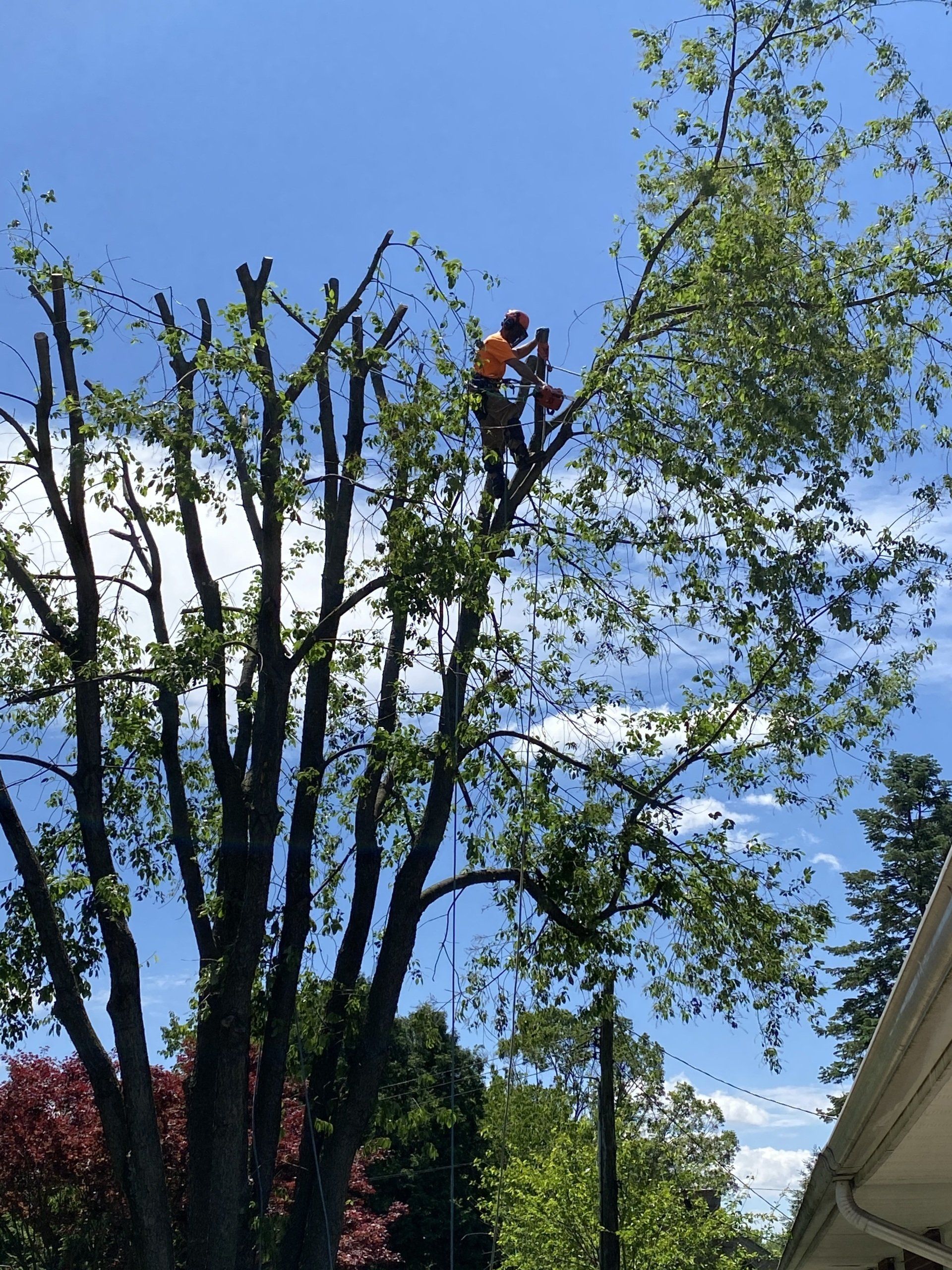 Tree Trimming — Lebanon, PA — Umbergers Tree Service