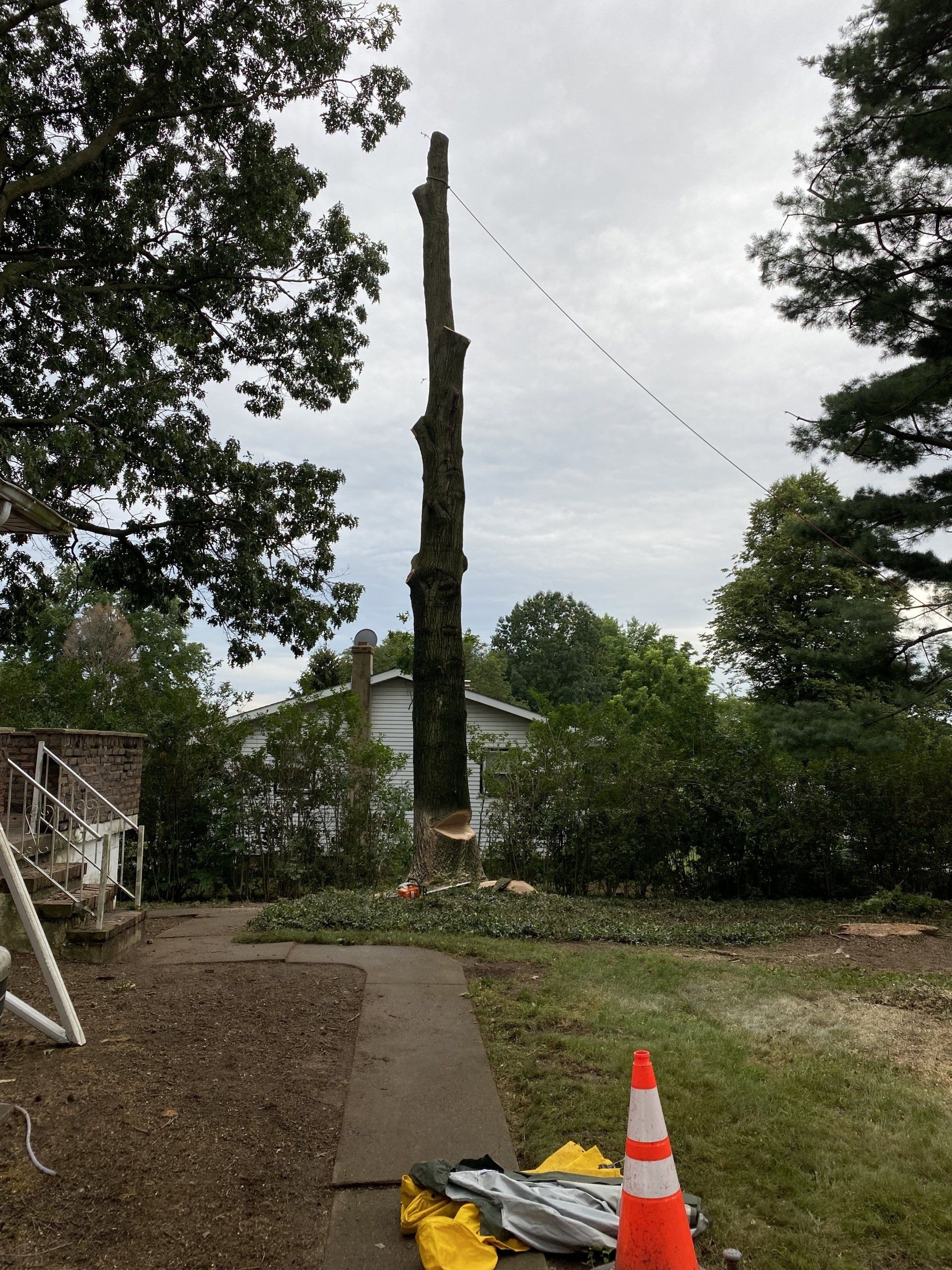 Clean Tree — Lebanon, PA — Umbergers Tree Service