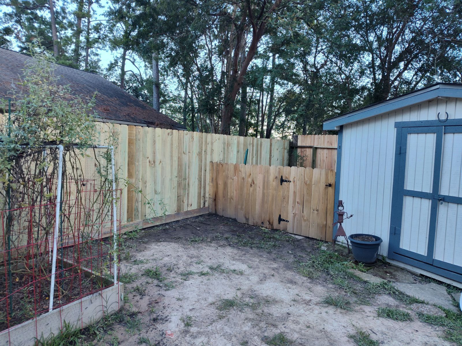 Wooden fence in a backyard, partially surrounding a shed. Green vegetation and bare ground are in front.