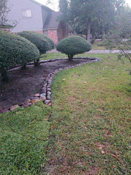 Lawn with green grass and shrubs trimmed into rounded shapes. Rocks border the garden bed. A house is in the background.