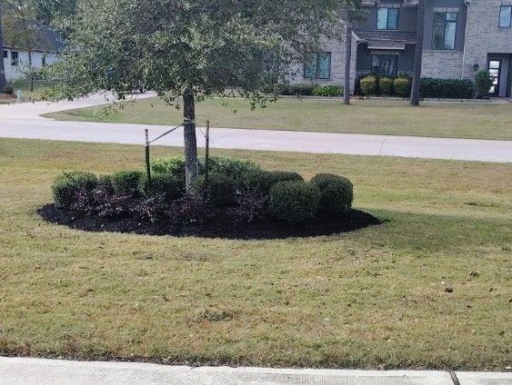 Tree surrounded by dark mulch and green bushes on a lawn, street and houses in the background.