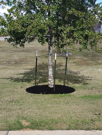 Young tree in a grassy area, supported by three stakes, surrounded by dark mulch.