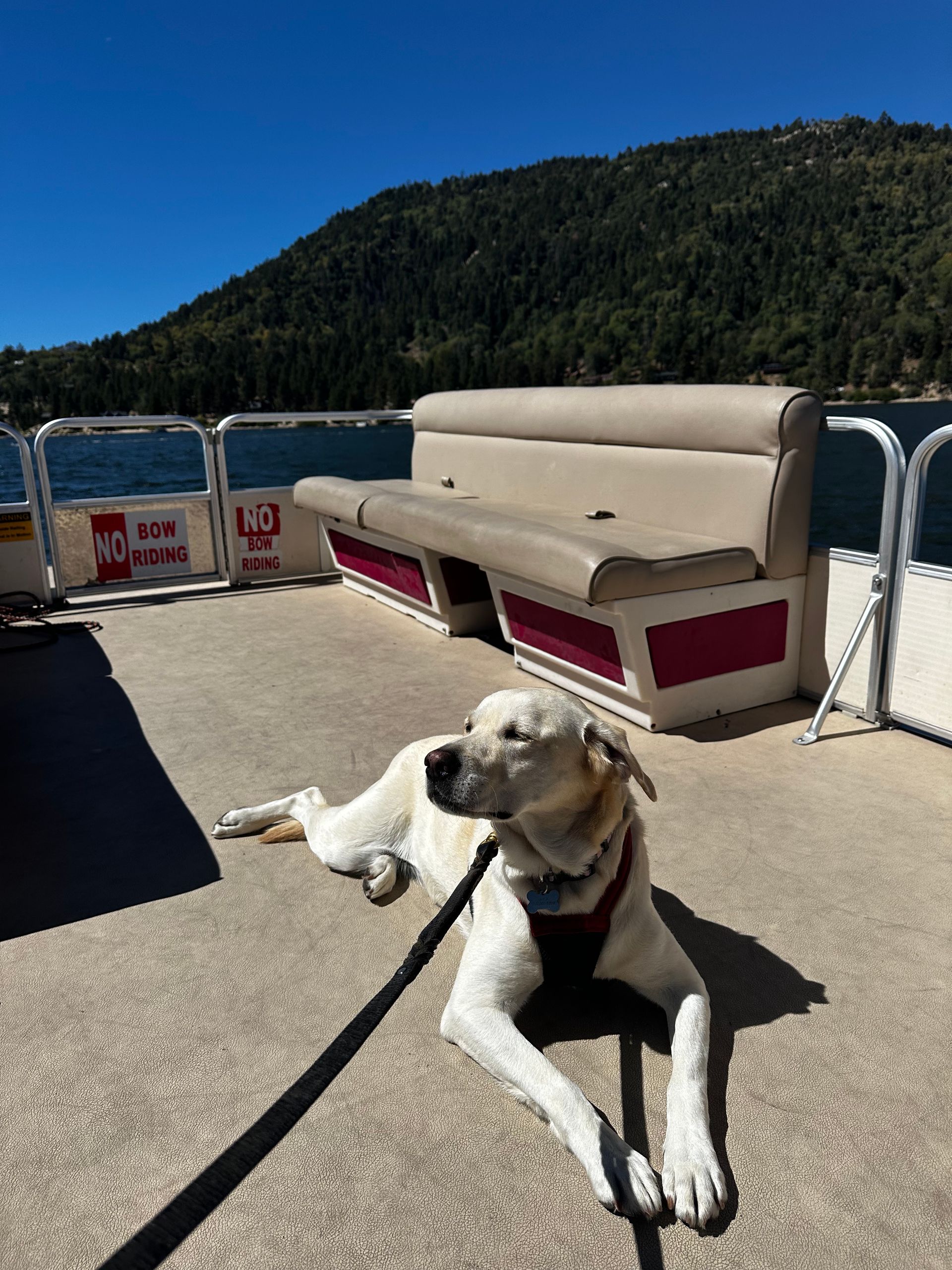Yellow lab on a boat deck, leashed. Mountains and blue sky in the background.