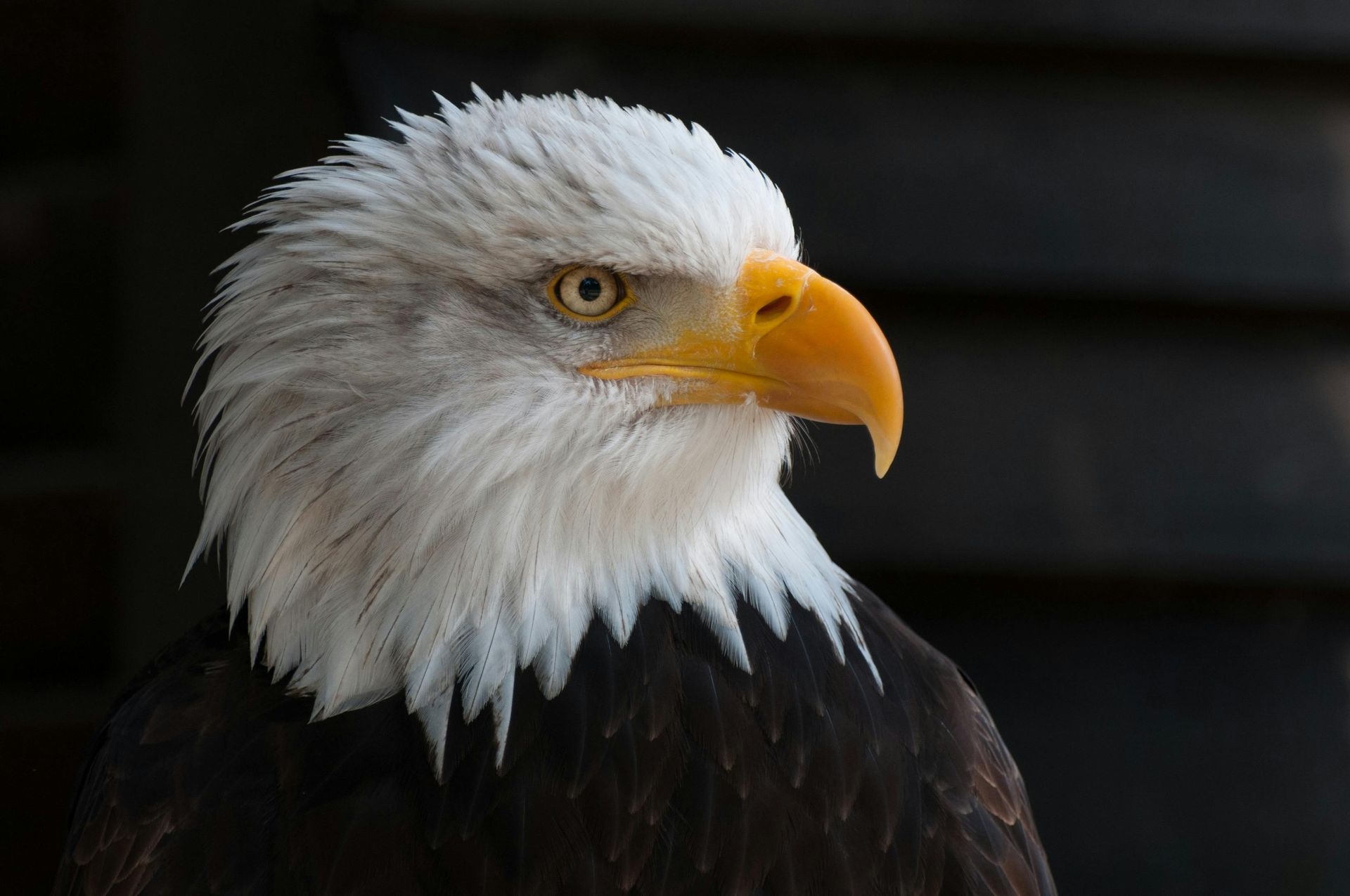Bald eagle with white head, yellow beak and intense gaze, dark plumage.