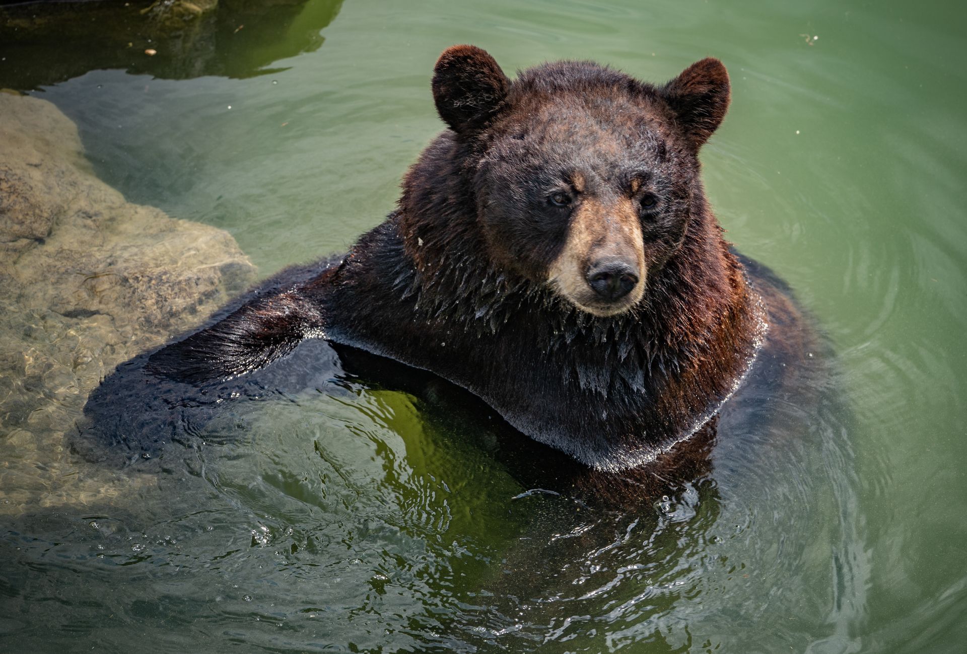 A brown bear is swimming in a body of water at the Big Bear Alpine Zoo