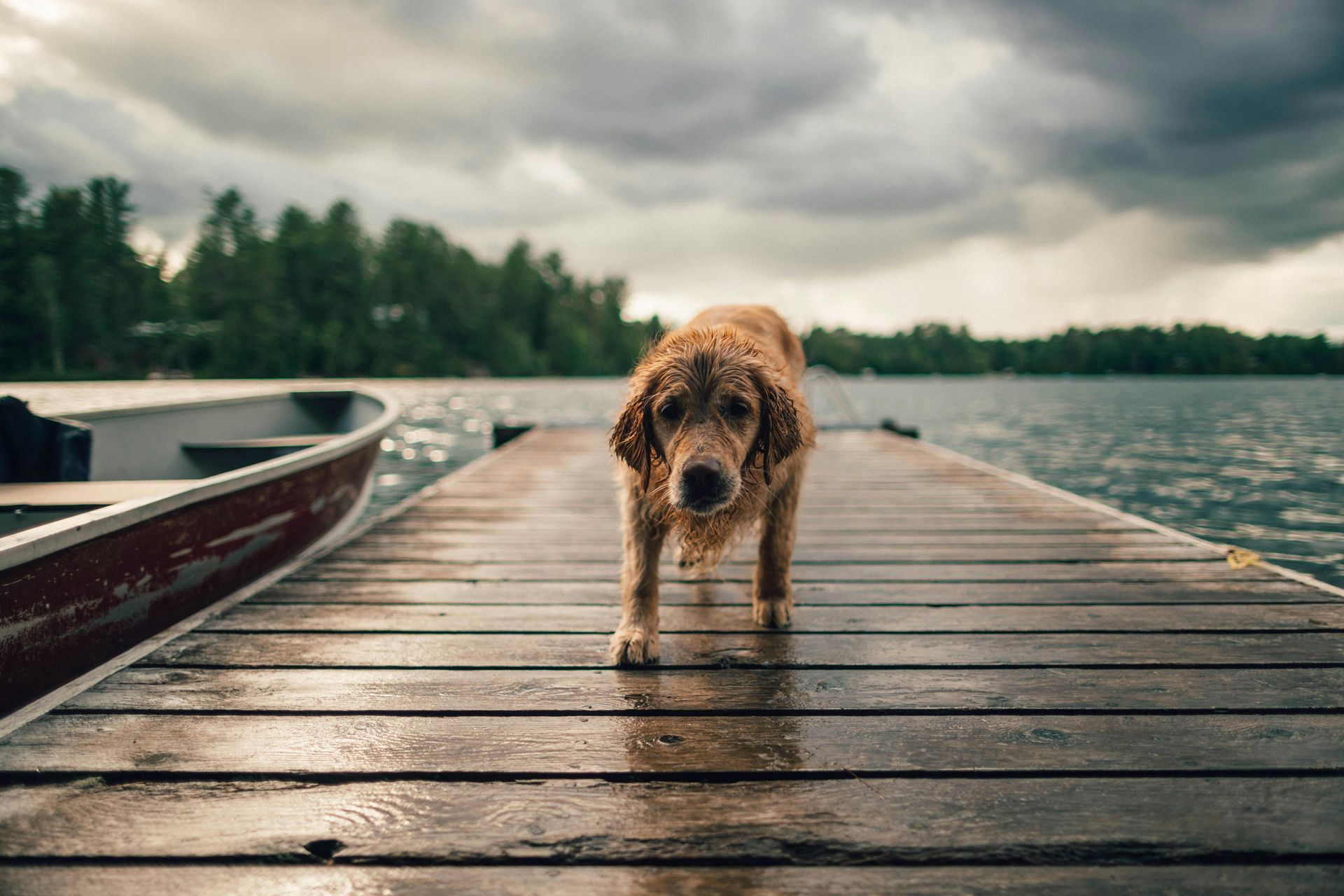 Golden retriever stands on a wet wooden dock, facing forward with a cloudy lake and boat in the background.