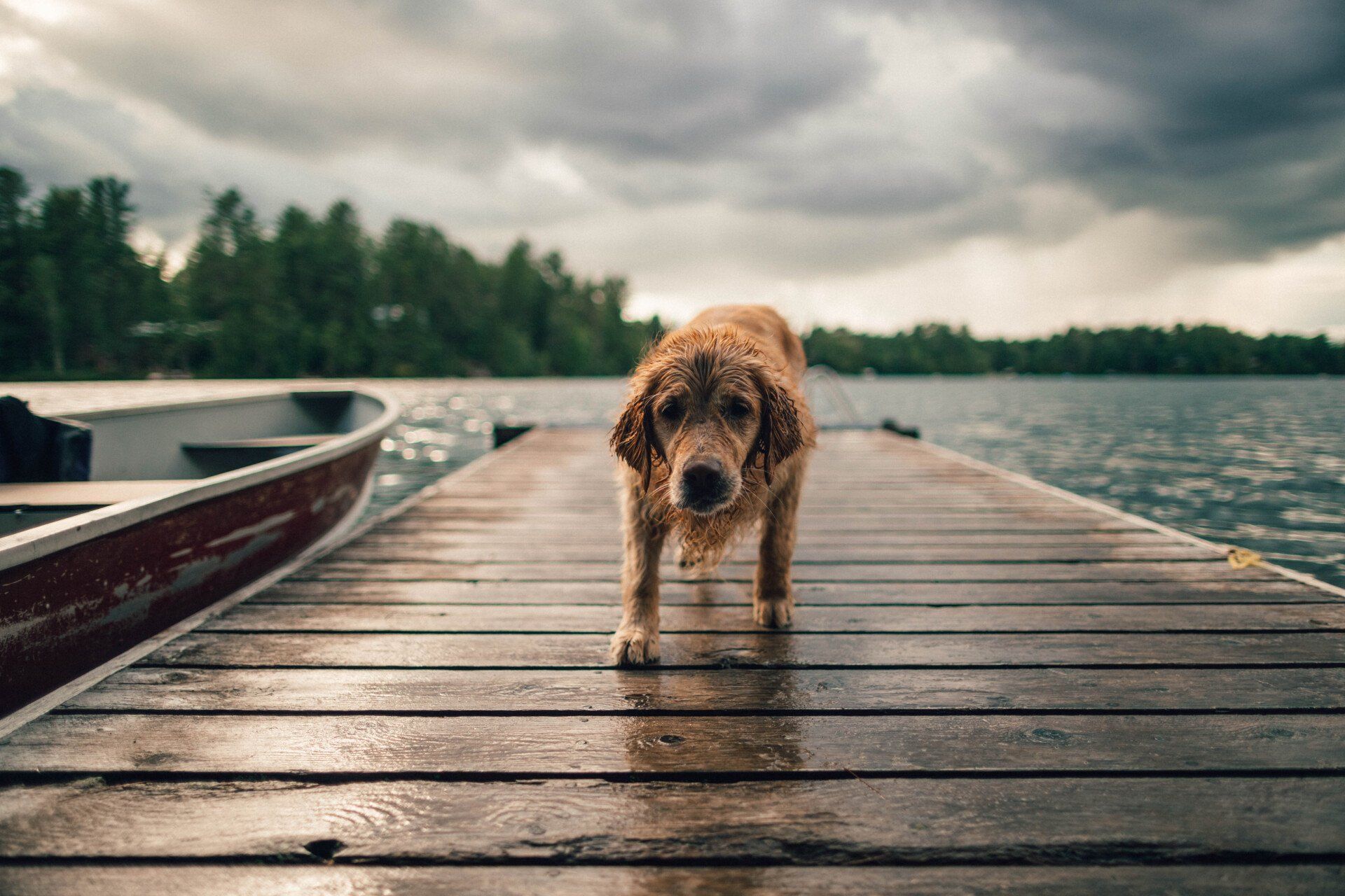 Dog playing on a dock near the lake