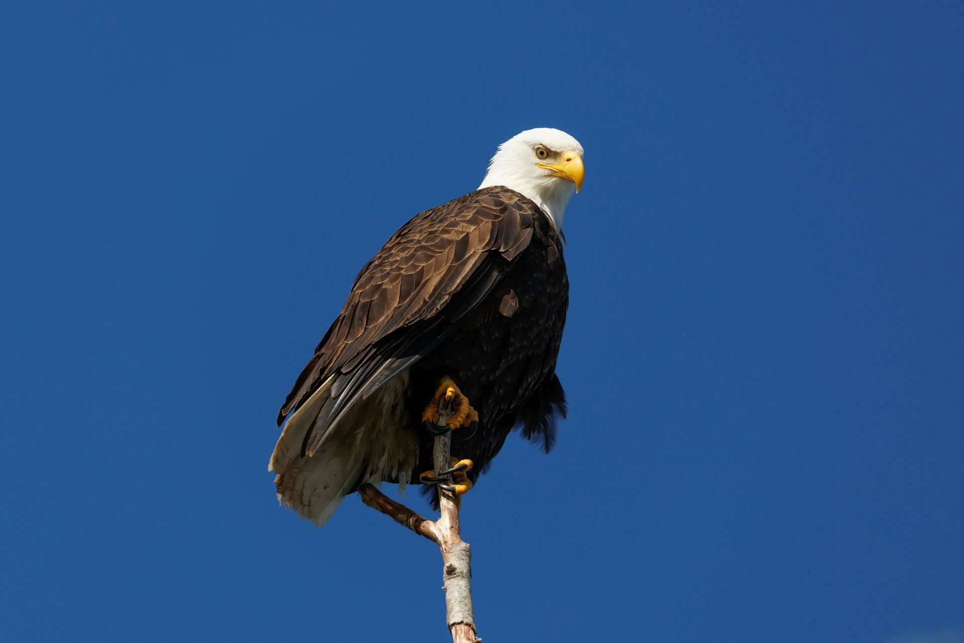 The Big Bear Eagle Cam and Live Nest Updates