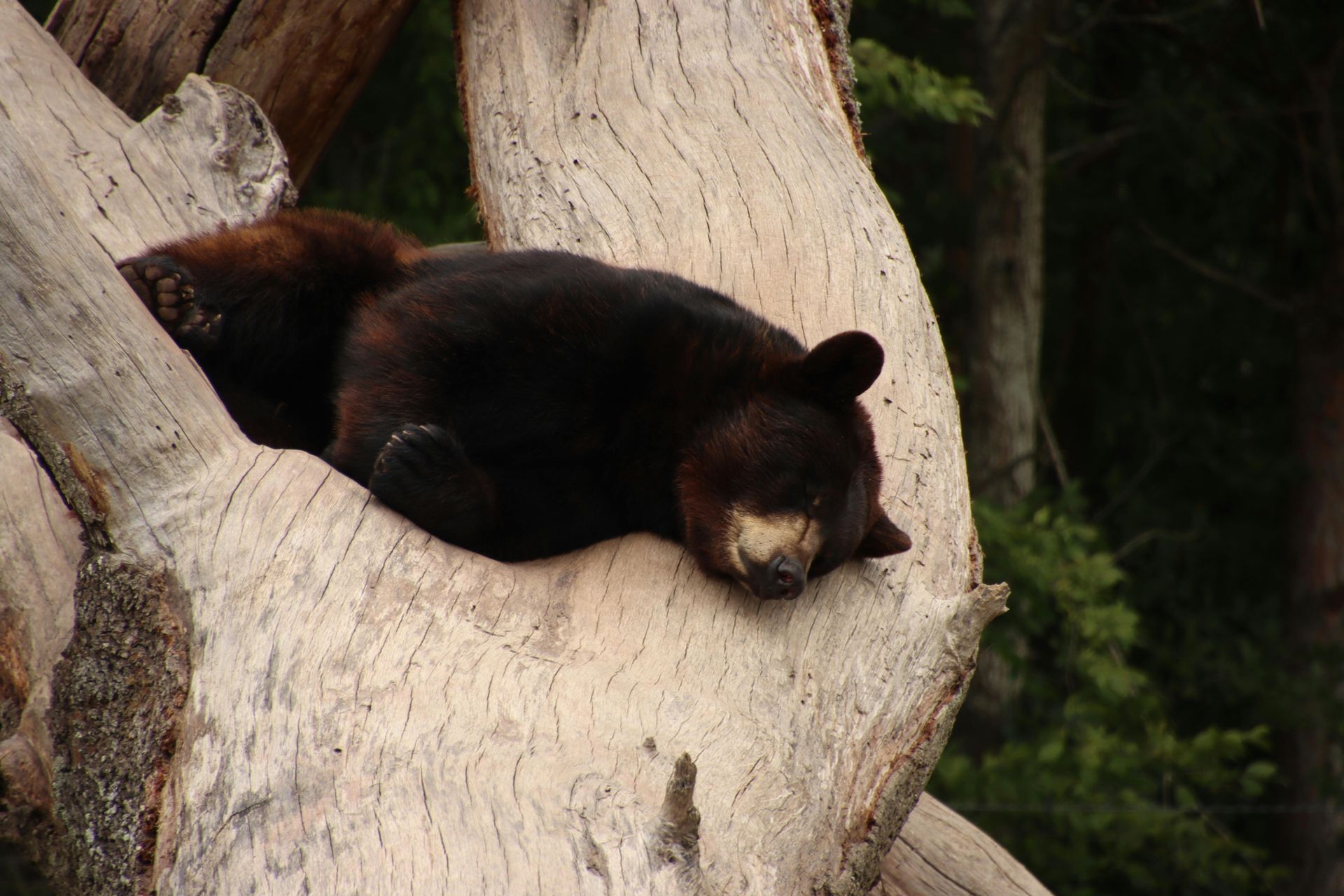 Are there Bears in Big Bear Lake?