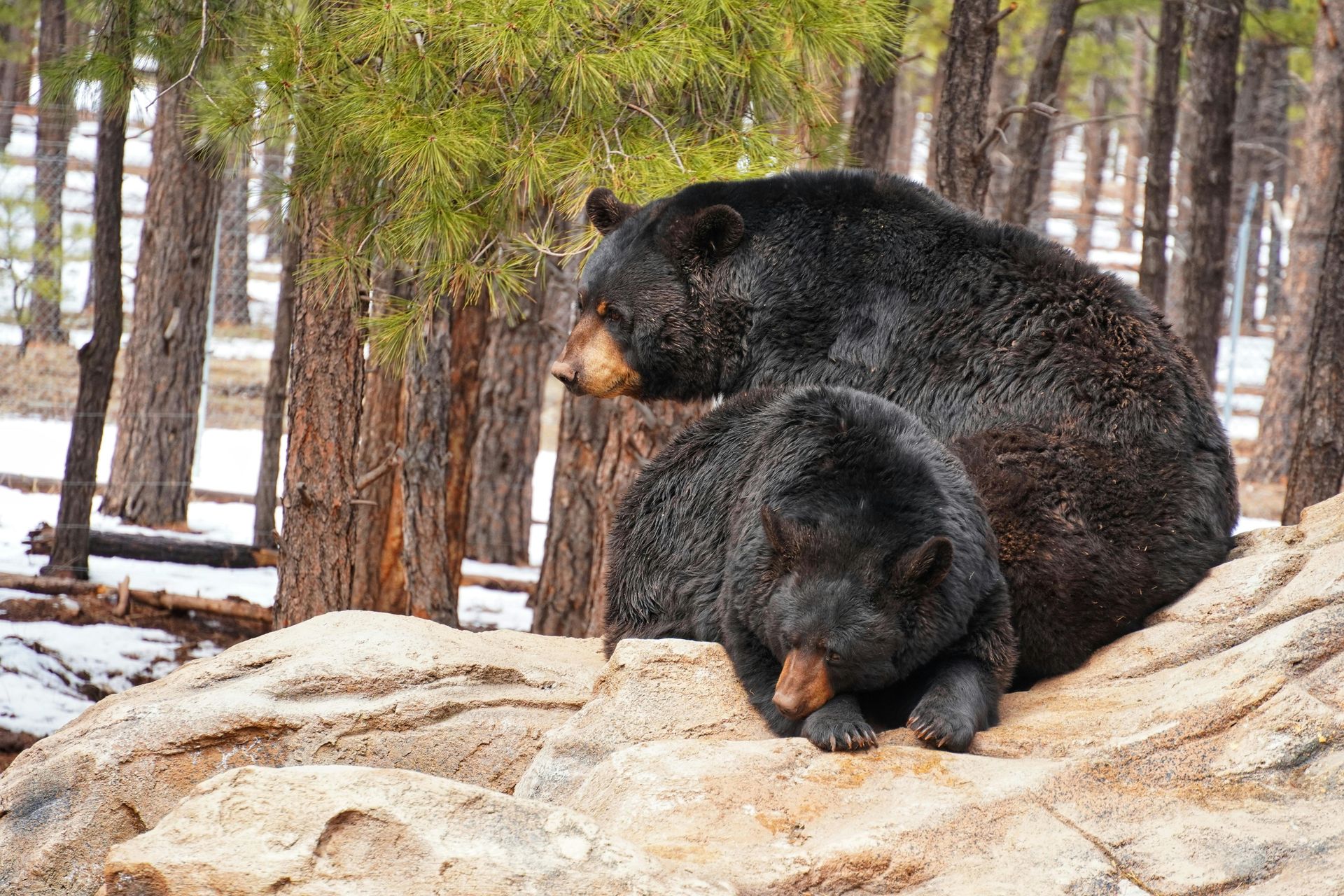 Black bears, adult and cub, on a rocky outcrop in a forest with snow patches.