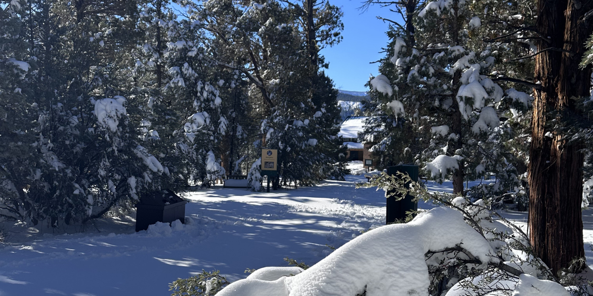 Snow-covered trees frame a path leading to a building, under a bright blue sky.