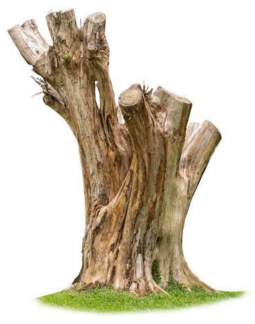 Old Tree Stump — Seattle, WA — AA Tree Service