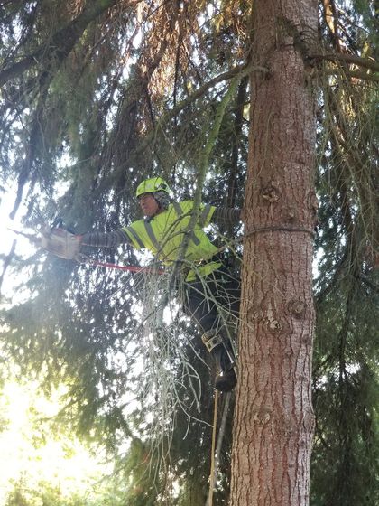 Man Trimming Branches of Tree — Seattle, WA — AA Tree Service