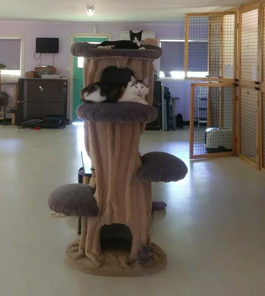 Two Cats Laying On Top Of A Cat Tree In A Room — Pussycat Park In Dubbo, NSW