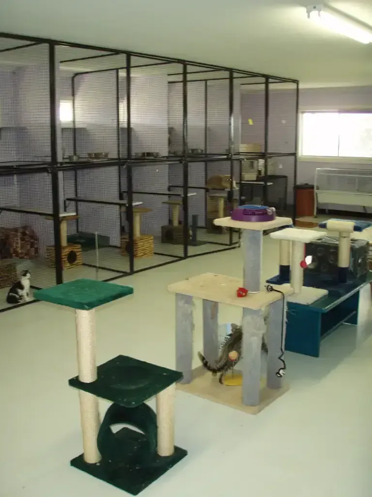 A Room Filled With Lots Of Cat Trees And Toys — Pussycat Park In Dubbo, NSW