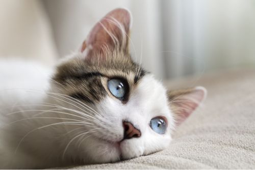 A Close Up Of A Cat With Blue Eyes Laying On A Couch — Pussycat Park In Dubbo, NSW