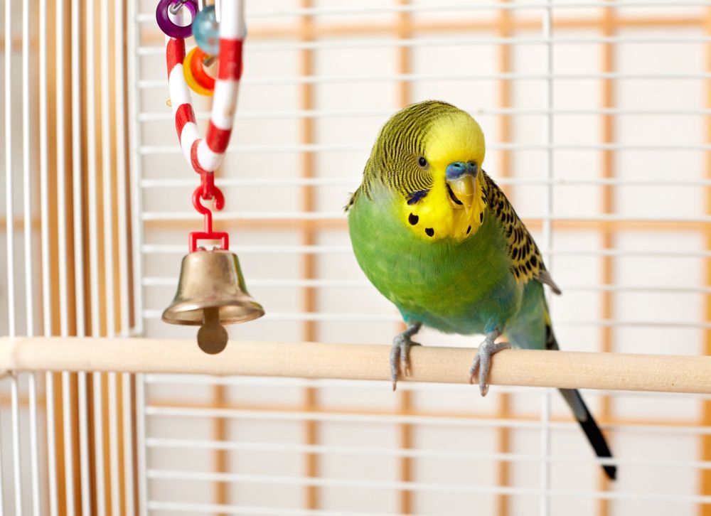 A Green Parakeet Is Sitting On A Perch In A Cage Next To A Bell — Pussycat Park In Dubbo, NSW