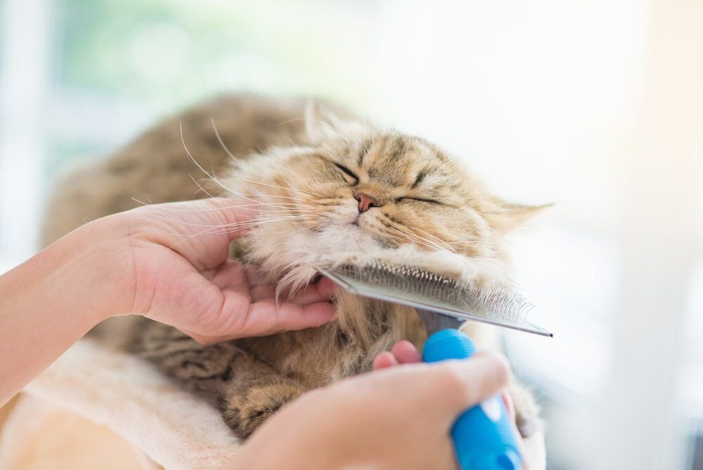 A Person Is Brushing A Cat With A Brush — Pussycat Park In Dubbo, NSW