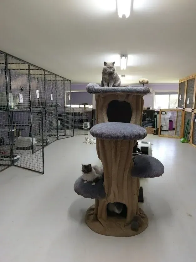 A Cat Sitting On Top Of A Cat Tree In A Room — Pussycat Park In Dubbo, NSW