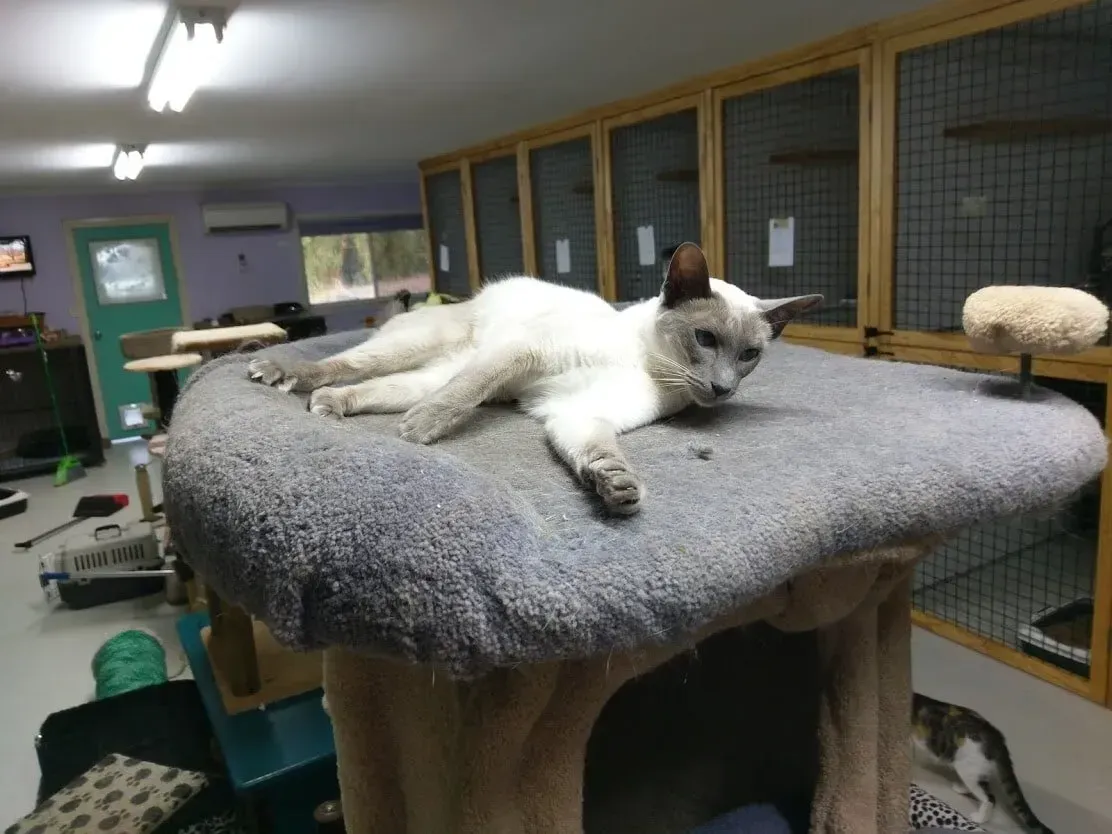 A White Cat Is Laying On Top Of A Cat Tree — Pussycat Park In Dubbo, NSW