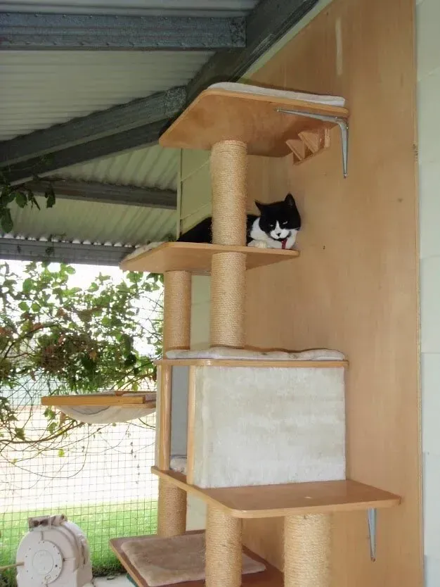 A Black And White Cat Is Sitting On A Cat Tree — Pussycat Park In Dubbo, NSW