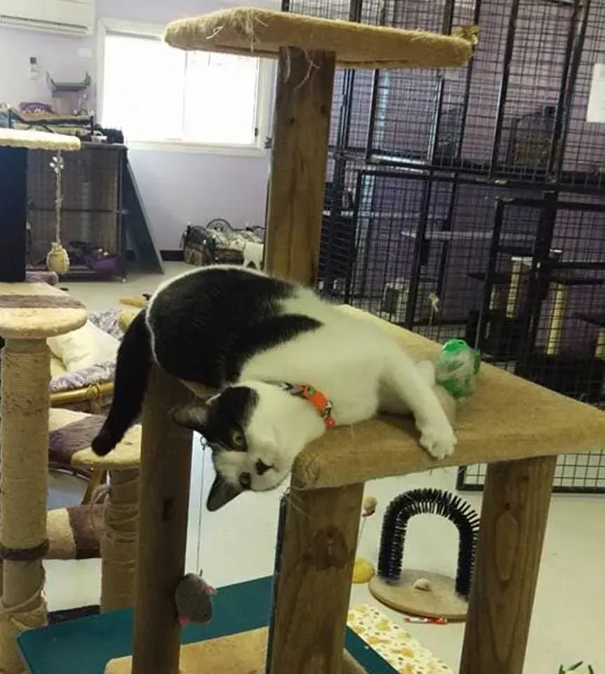 A Black And White Cat Laying On Top Of A Cat Tree — Pussycat Park In Dubbo, NSW