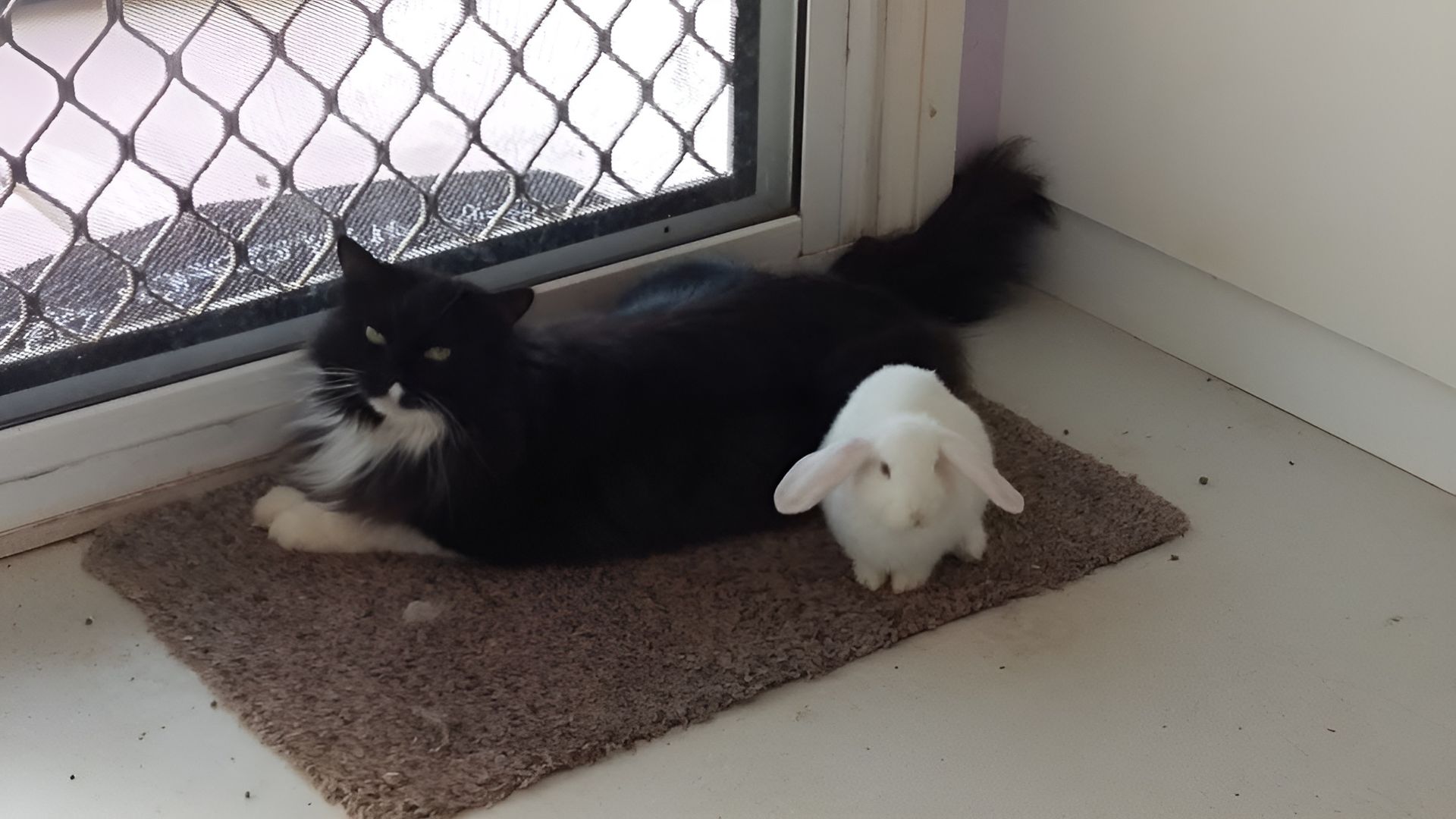 A Black Cat And A White Rabbit Are Laying On A Door Mat — Pussycat Park In Dubbo, NSW