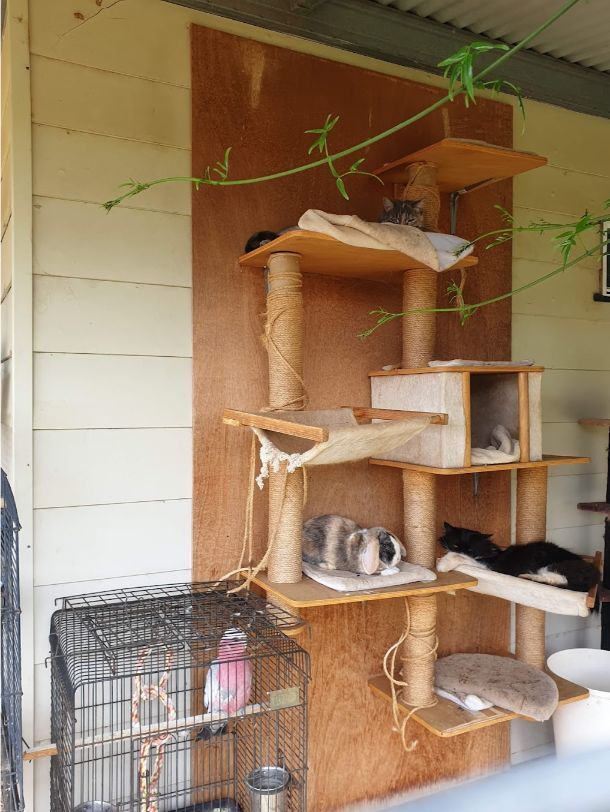 A Cat Tree With A Bird Cage Next To It — Pussycat Park In Dubbo, NSW