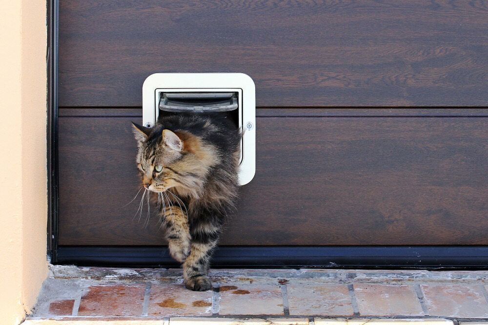 A Cat Is Coming Out Of A Cat Door — Pussycat Park In Dubbo, NSW