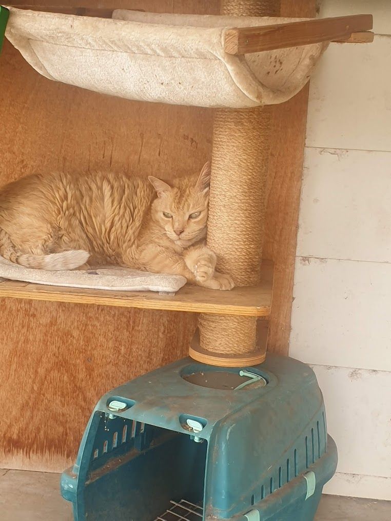 A Cat Is Laying On Top Of A Cat Tree Next To A Carrier — Pussycat Park In Dubbo, NSW