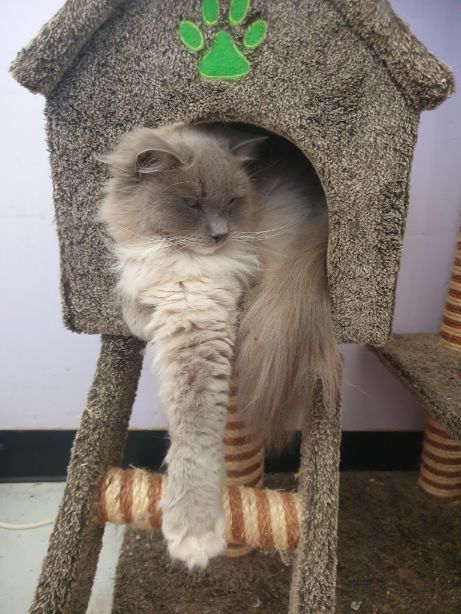 A Cat Is Sleeping In A Cat House With A Paw Print On It — Pussycat Park In Dubbo, NSW