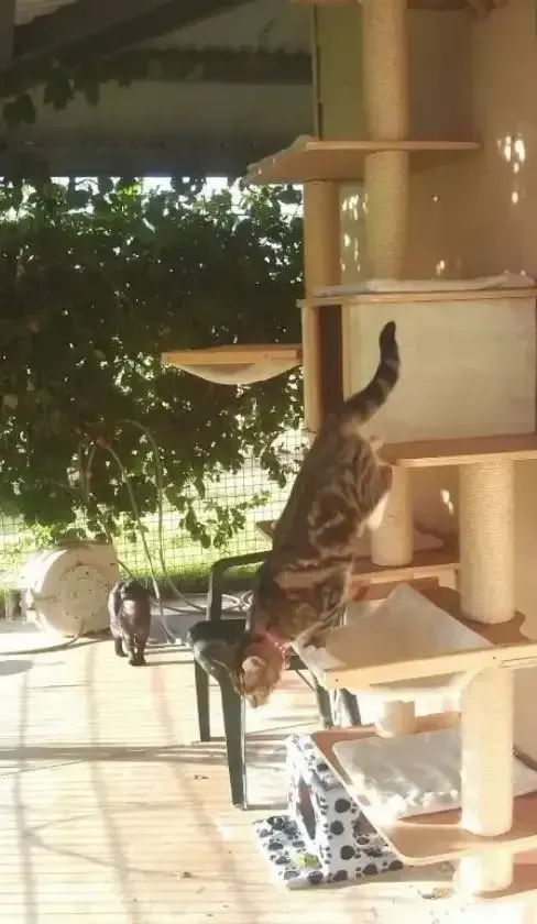 A Cat Is Jumping Down From A Cat Tree — Pussycat Park In Dubbo, NSW