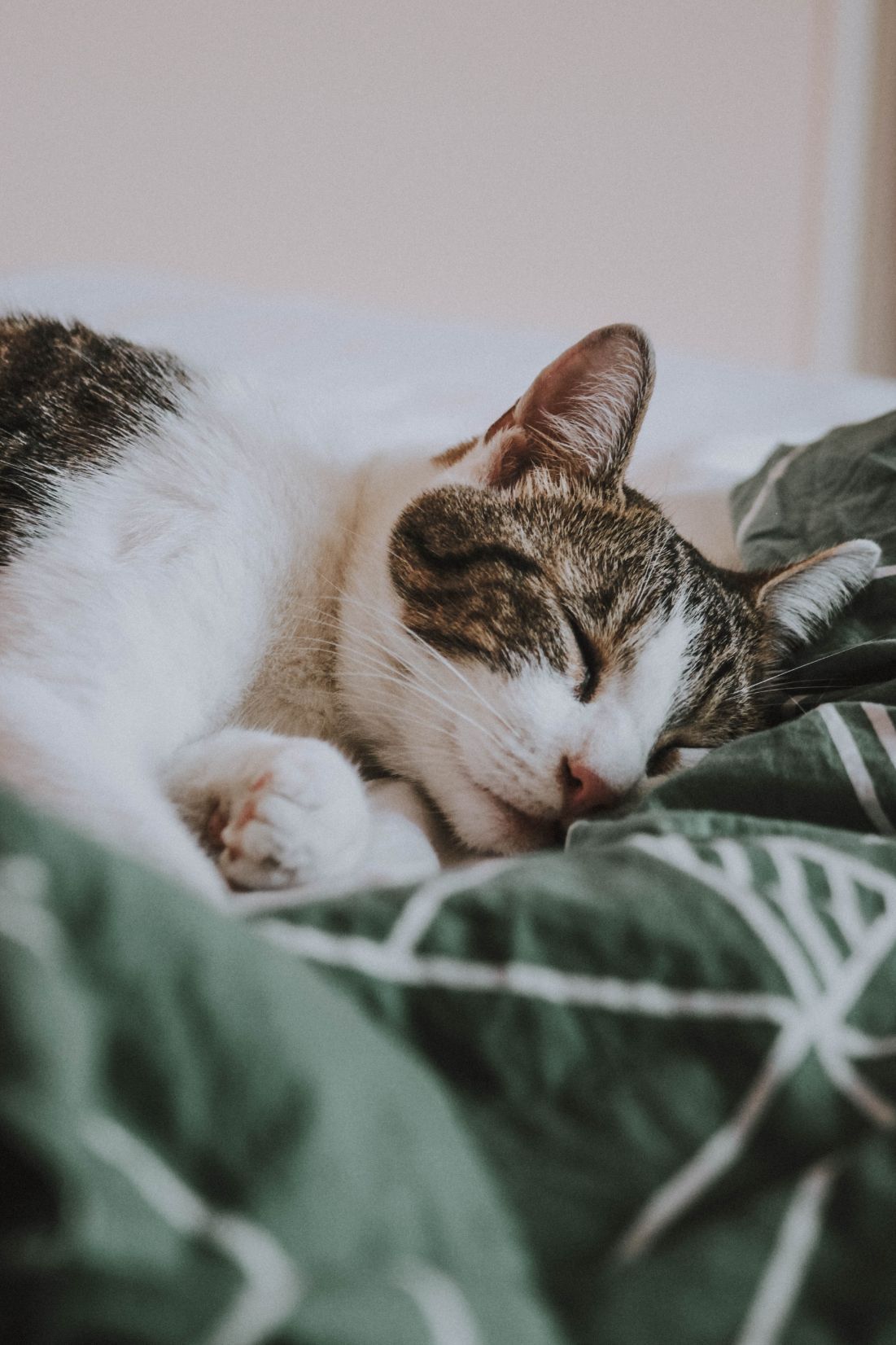 A Cat Is Sleeping On A Bed With A Green Blanket — Pussycat Park In Dubbo, NSW