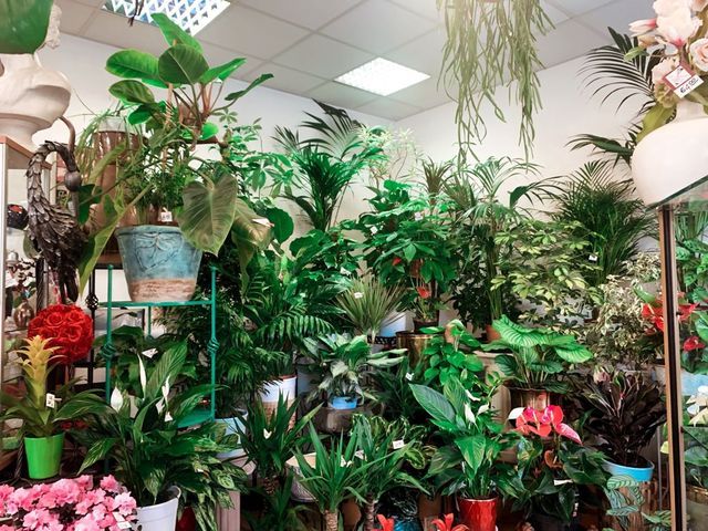 negozio di piante