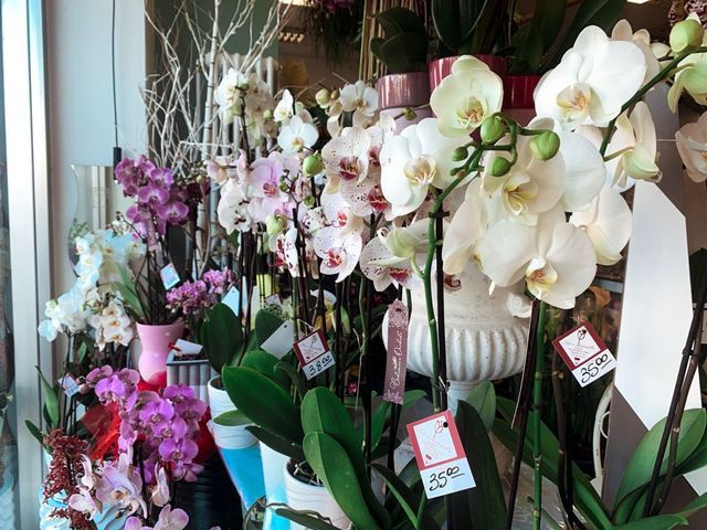 orchidee di vari colori