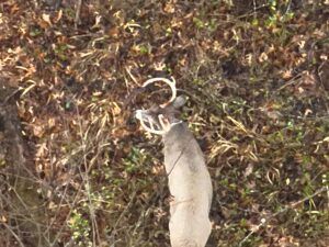 deer found during herd analysis with drone