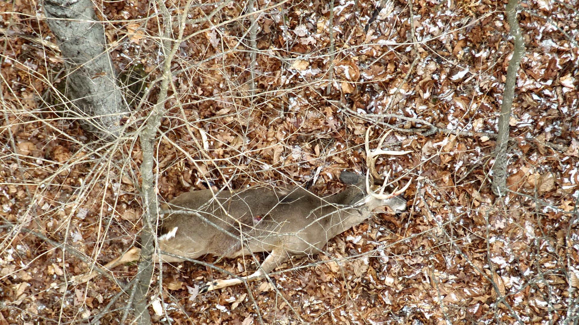deer recovery in clinton county