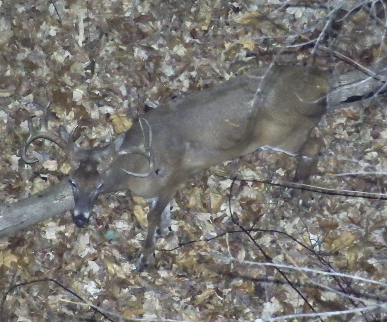 deer recovery

