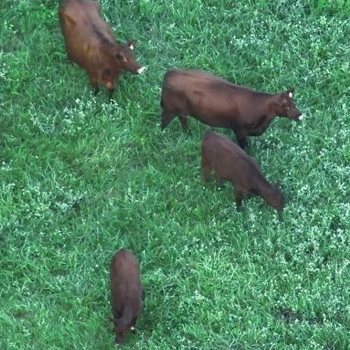 drone livestock recovery