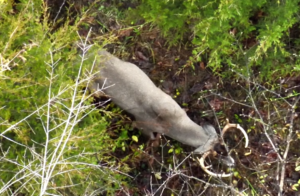 deer found on herd analysis